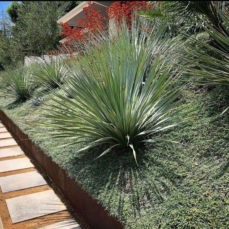 Desert Spoon: Native Texture