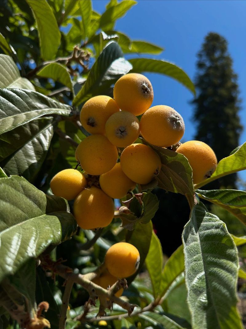 Loquat's Subtropical Charm