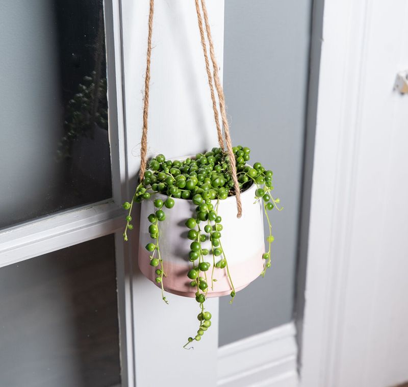 String of Pearls (Senecio rowleyanus)