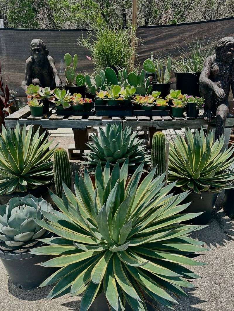 Agave: The Architectural Statement