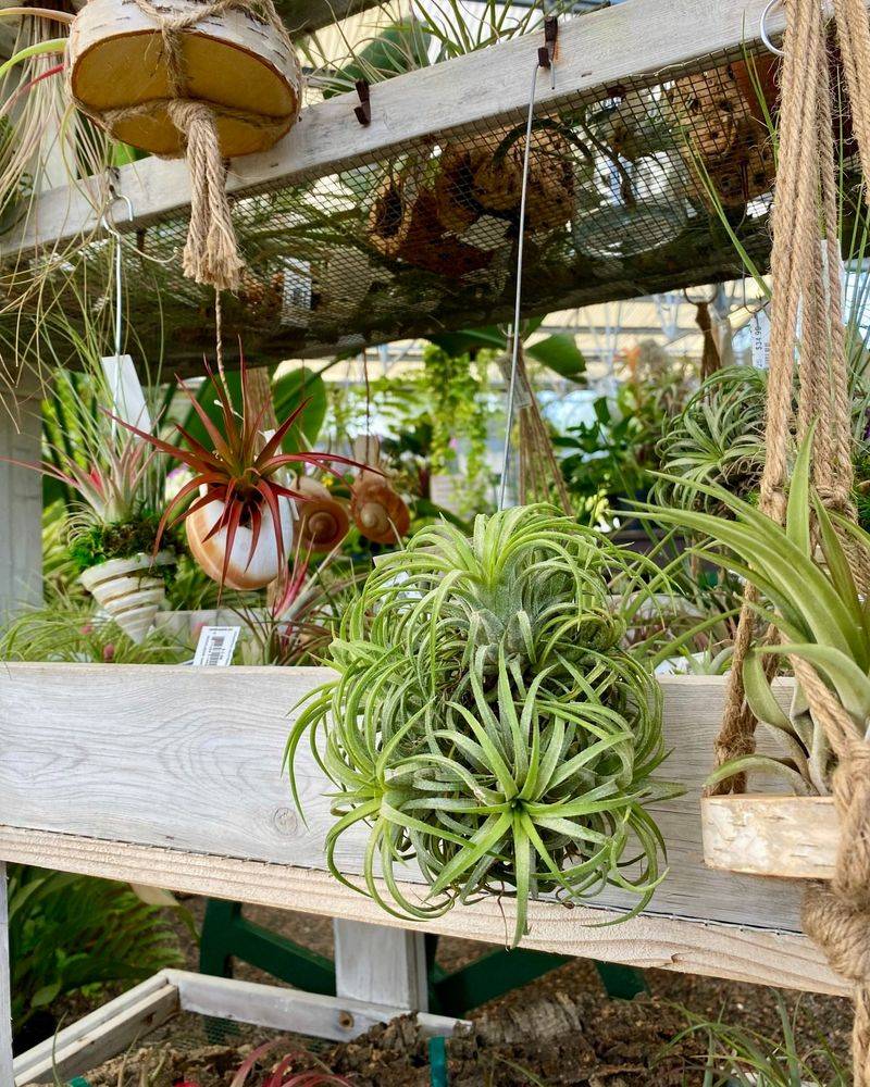 Air Plants (Tillandsia)