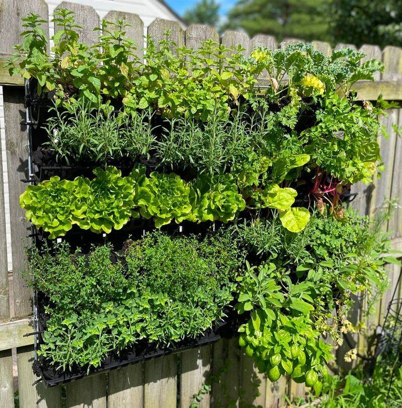 Edible Wall For Small Yards