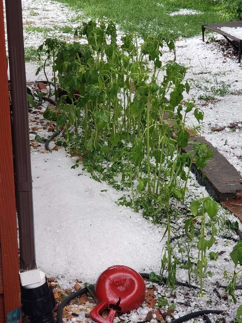 Hail Damage Vulnerability
