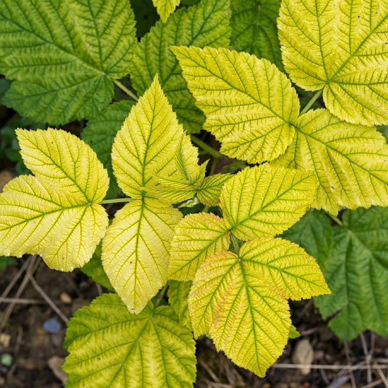 Early Fall Color in Trees and Shrubs