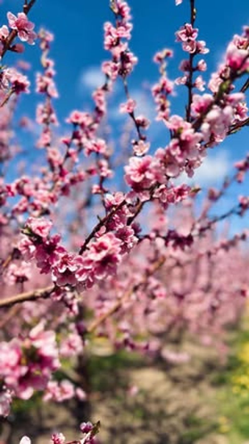 Cherry Blossoms: Hiroshige's Fleeting Beauty