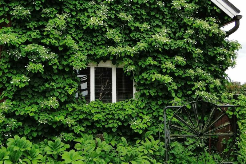 Climbing Hydrangea (Hydrangea petiolaris)