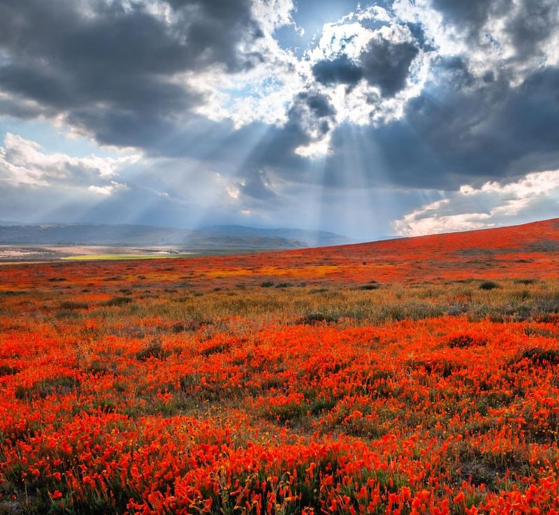 Cannon Beach's Persistent California Poppies