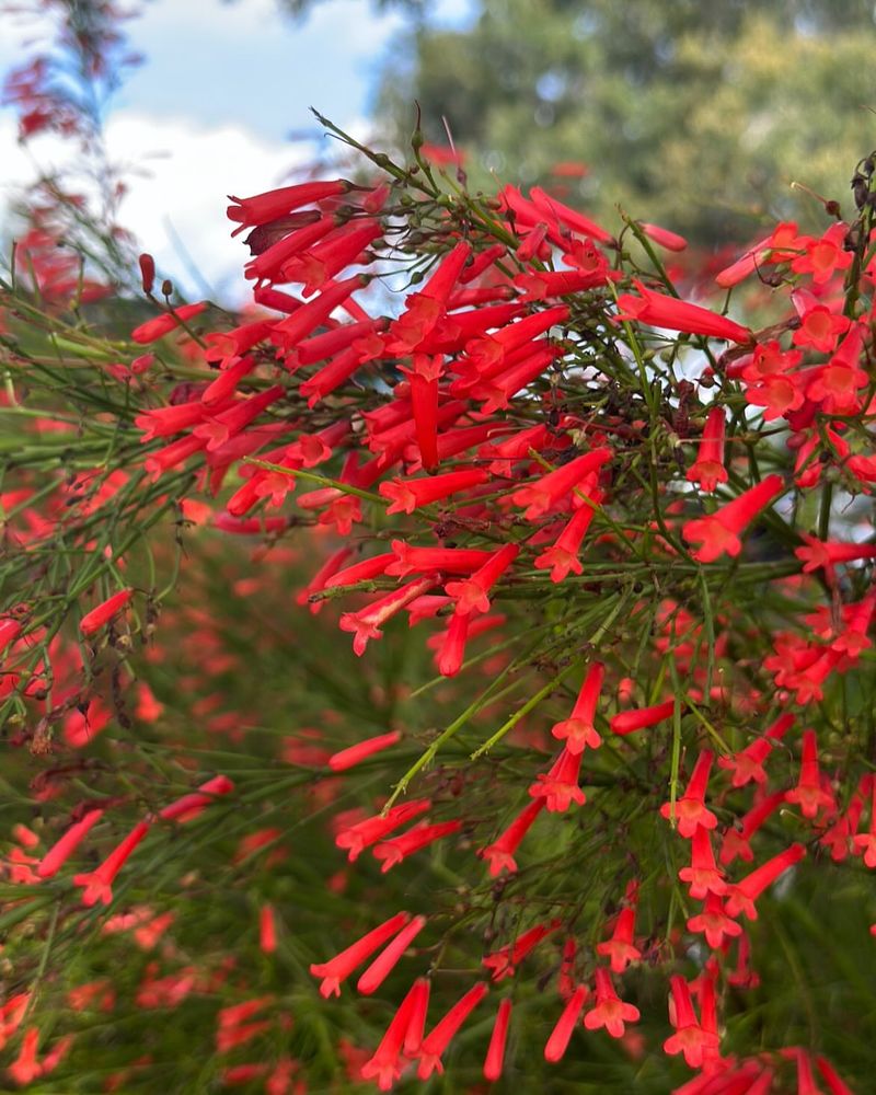 Firecracker Plant