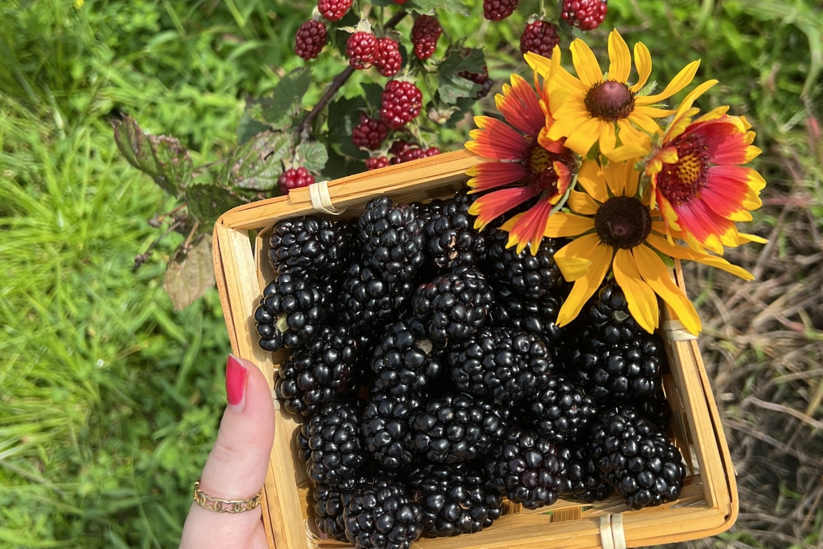 Portland Farmers Market In Oregon Brings Together Northwest Berries And Seafood