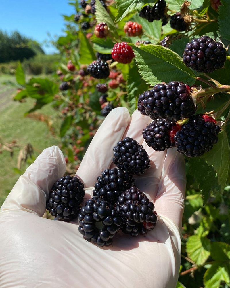 Marionberries