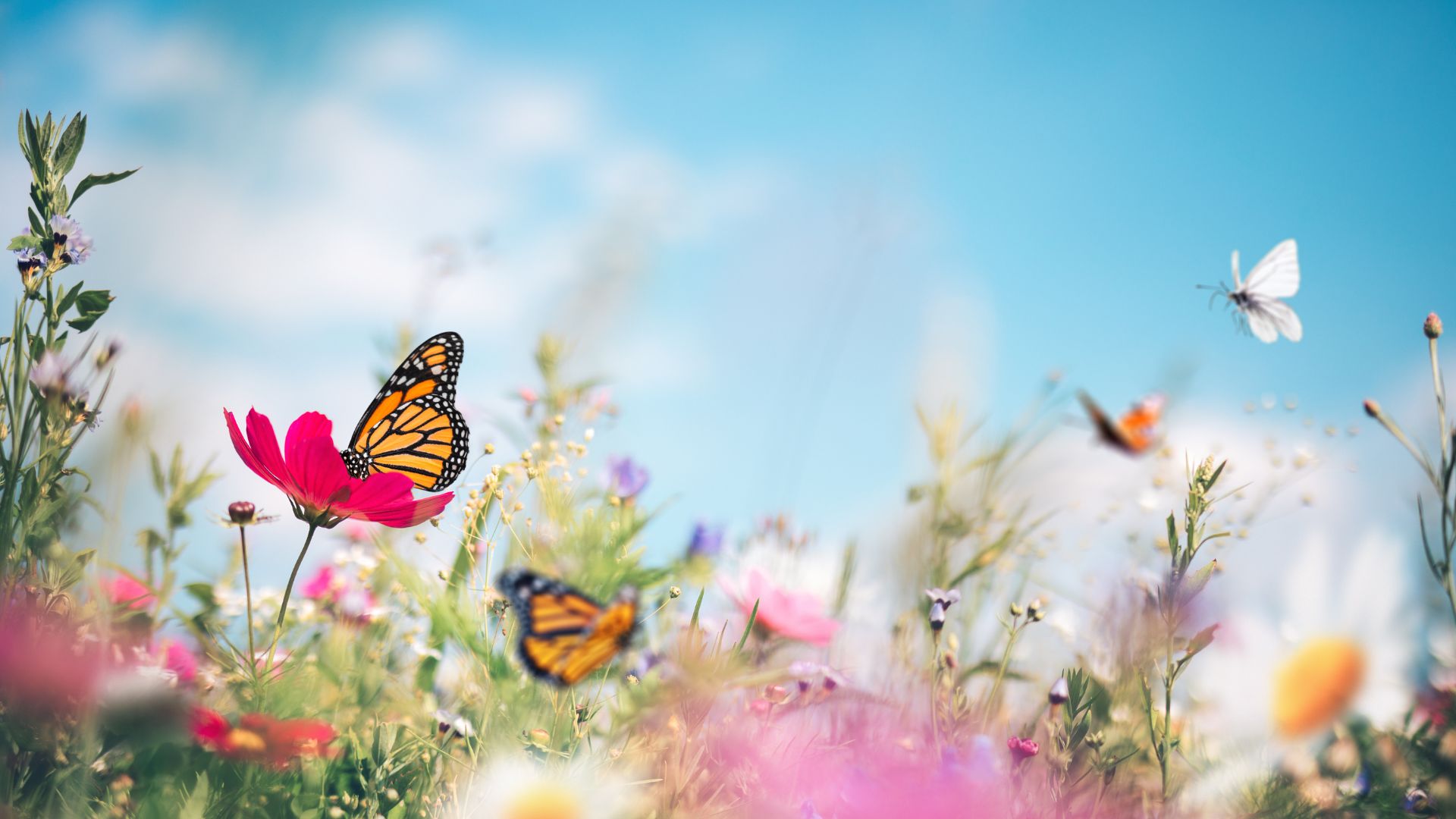 Butterfly Meadow