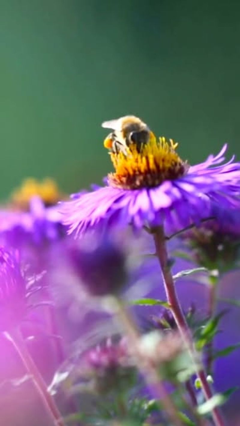 Plant Native Asters To Extend Bloom Time