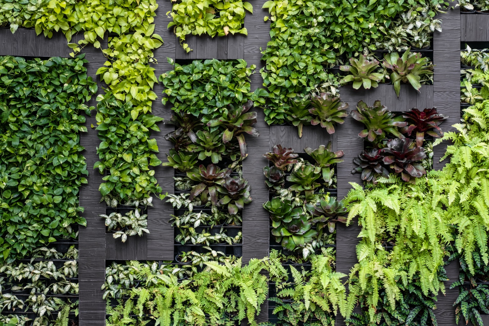 Portland Homes Install Vertical Green Walls That Insulate And Feed