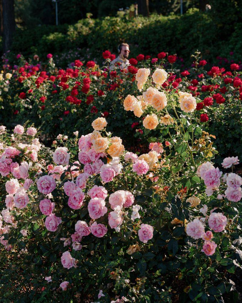 International Rose Test Garden