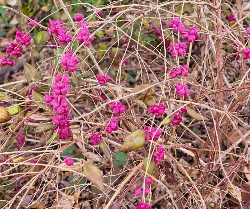 Coralberry Ground-Up Shield