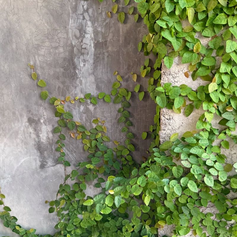 Climbing Fig (Ficus pumila)