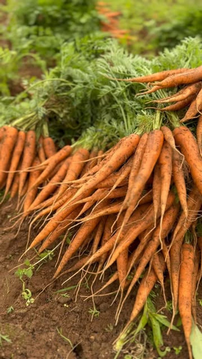 Carrots