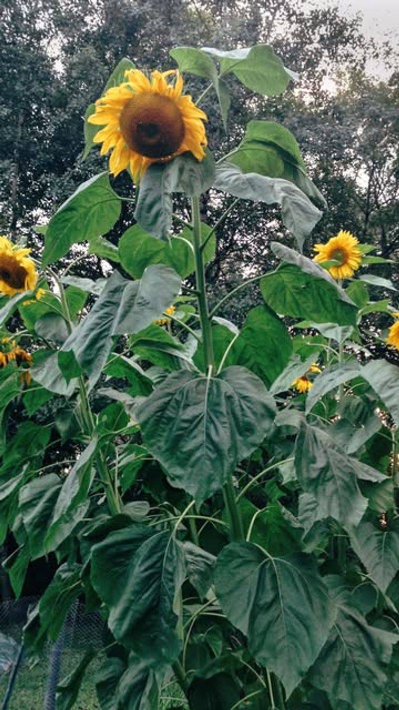 Allelopathic Sunflowers And Beans