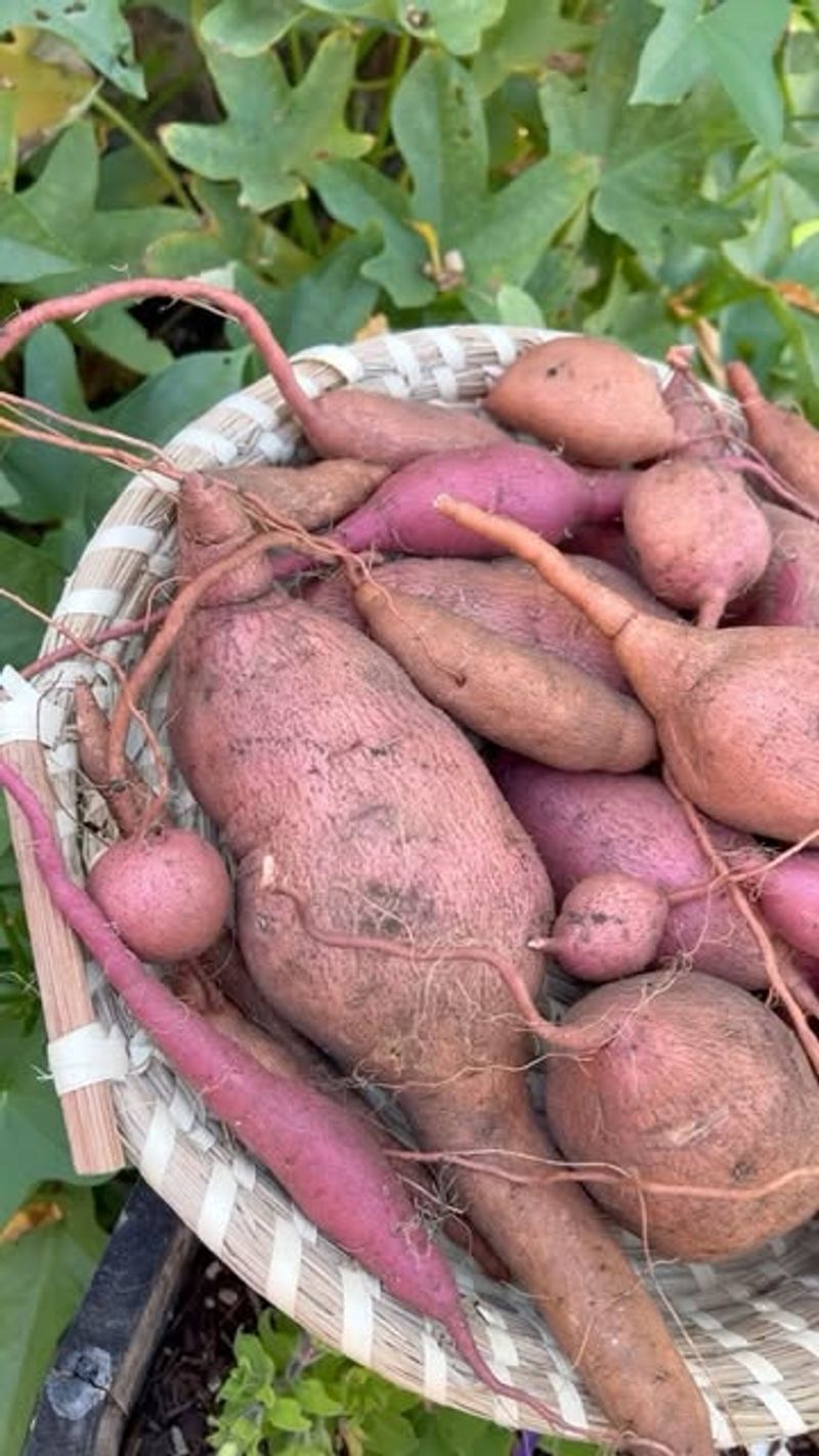 Sweet Potatoes With Root Rot