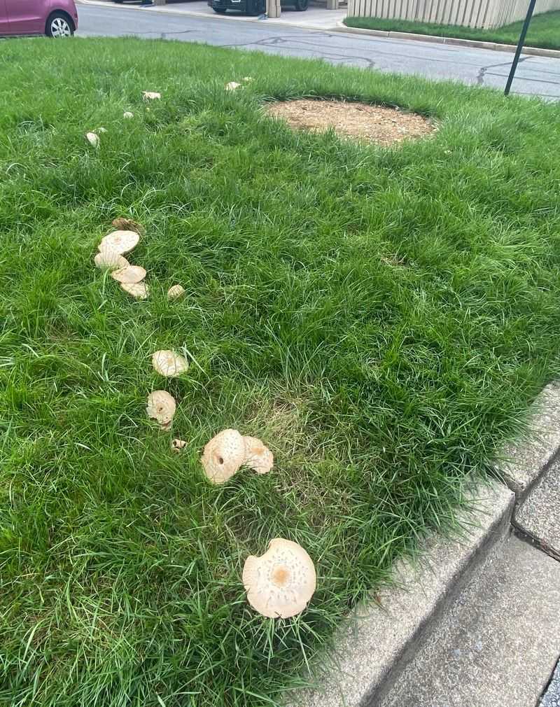 Your Lawn Has Natural Fungal Diversity