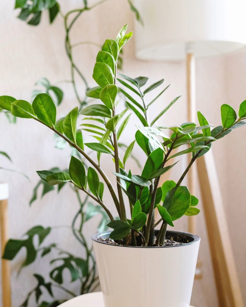 ZZ Plant
