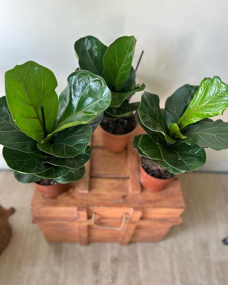 Fiddle Leaf Figs Fear Wet Feet