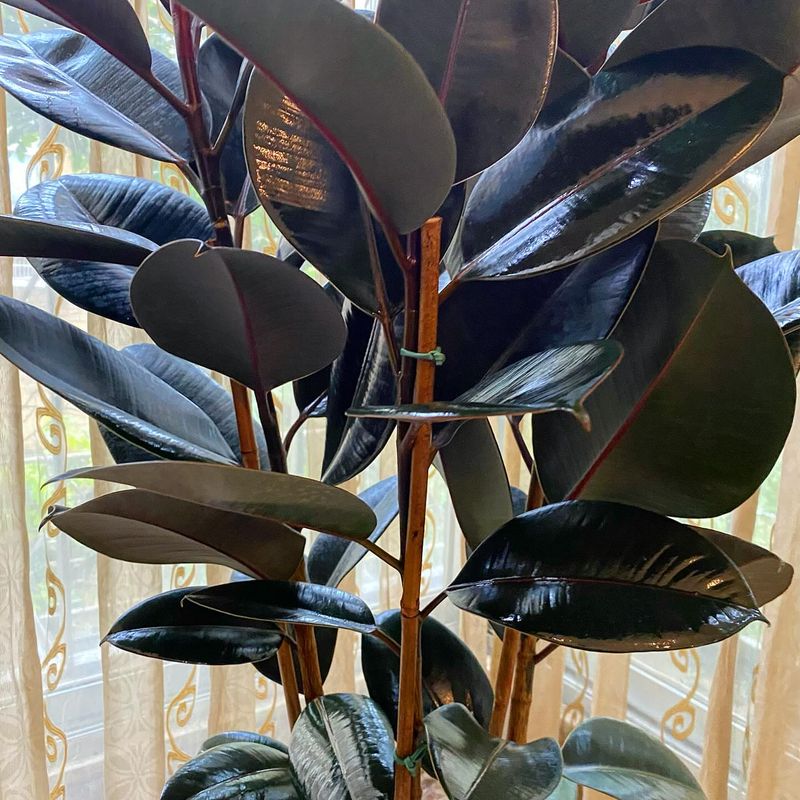 Rubber Plant: Bold Formaldehyde Fighter