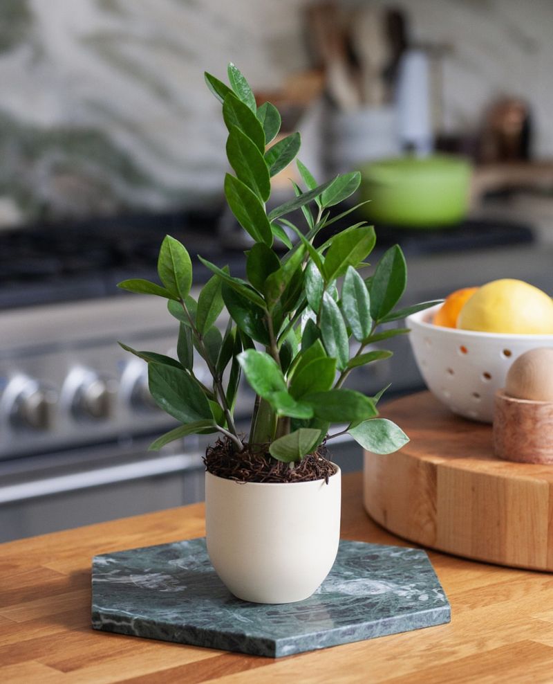 ZZ Plant