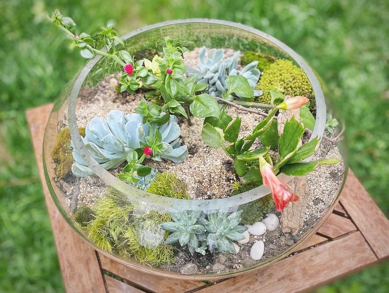 Succulent Garden Under Glass