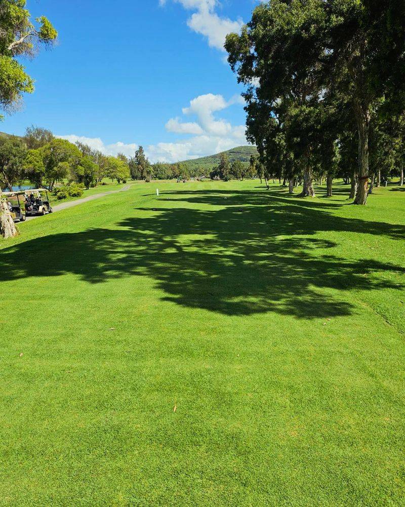 Seashore Paspalum For Damp Sections