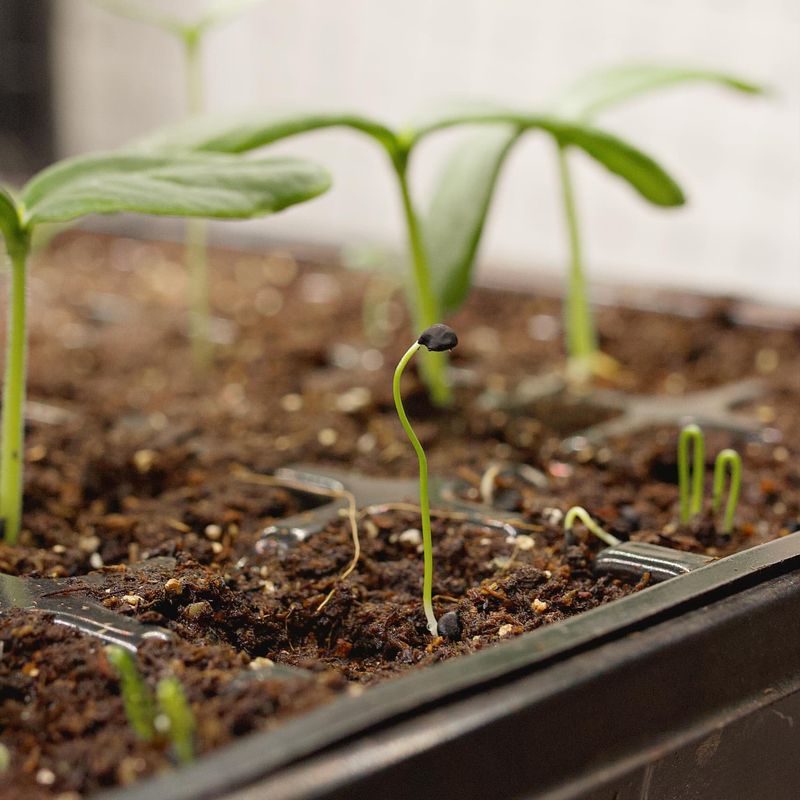 Seed Germination Booster