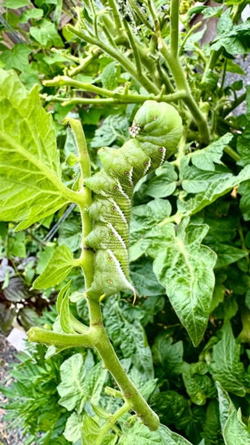 Tomato Hornworms