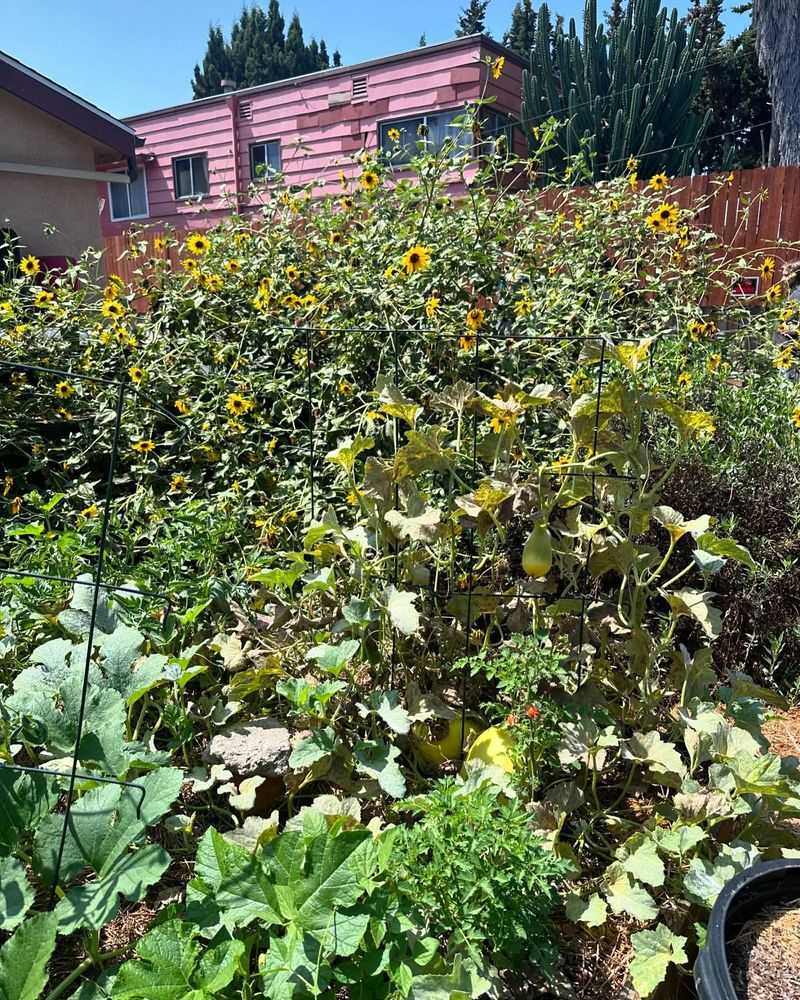 Allow Strategic Weeds