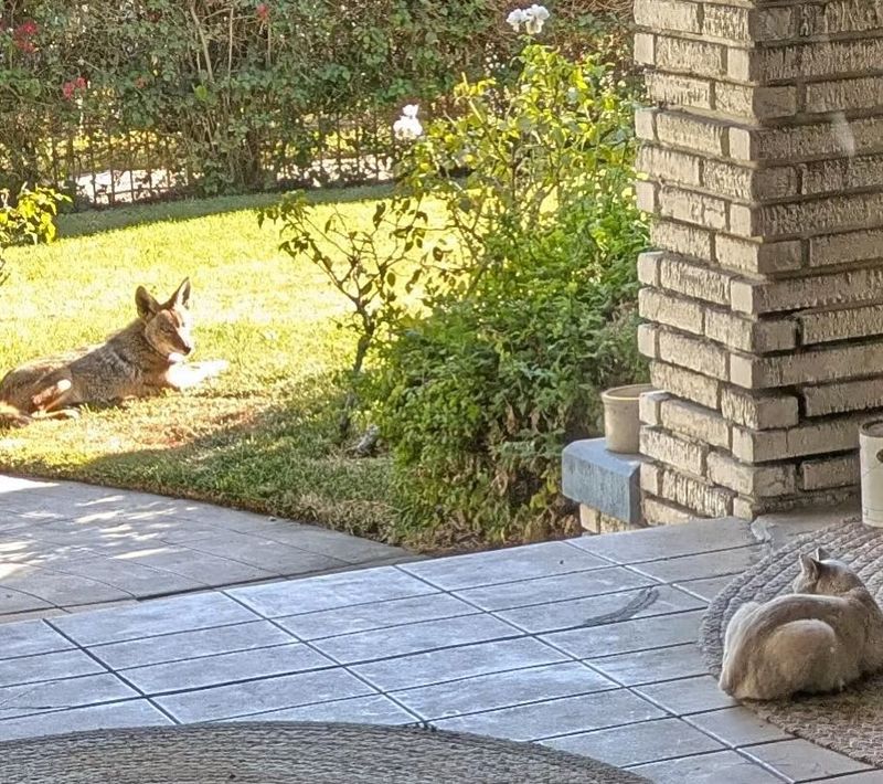 Protect Smaller Pets