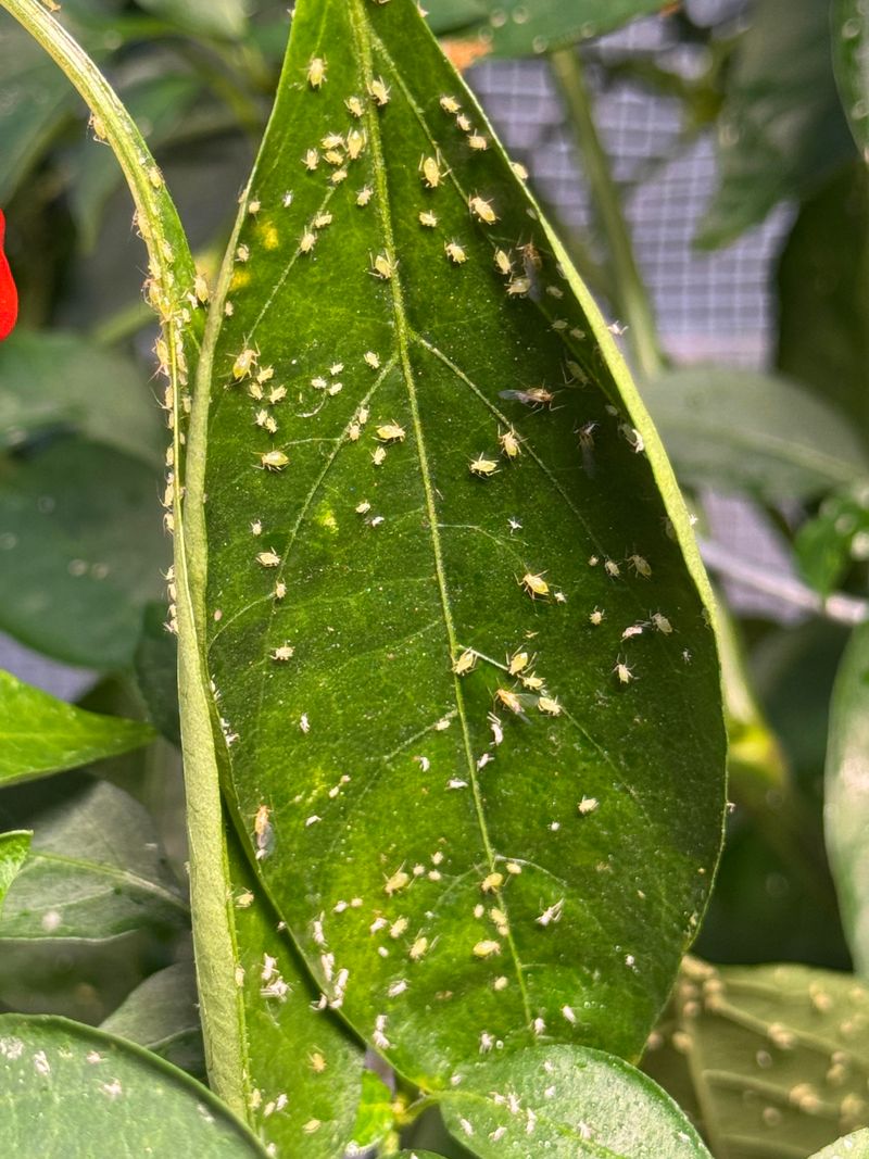 Implement Pest Prevention