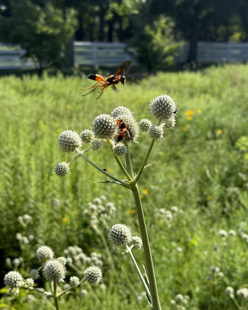 Rattlesnake Master (Eryngium yuccifolium)