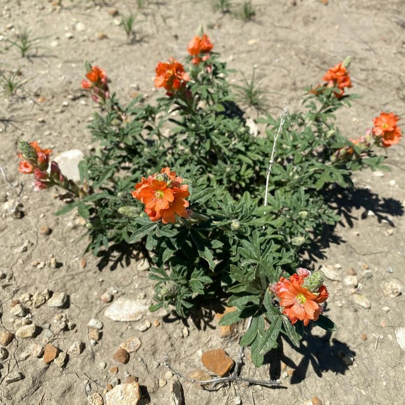 Scarlet Globemallow