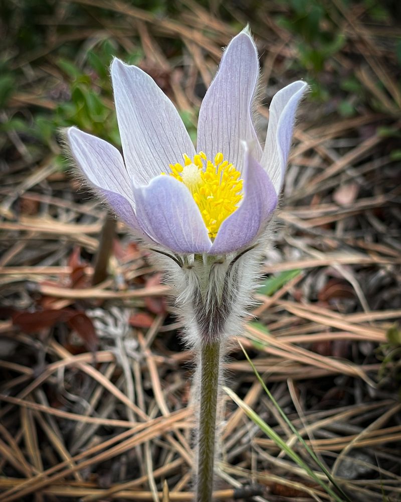 Pasqueflower