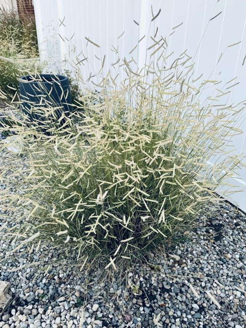 Blue Grama (Bouteloua gracilis)