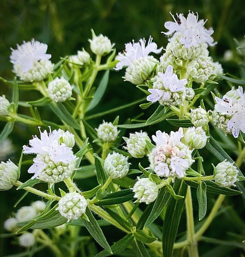 Mountain Mint