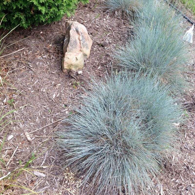 New Mexico Fescue Creates Cool Blue Accents
