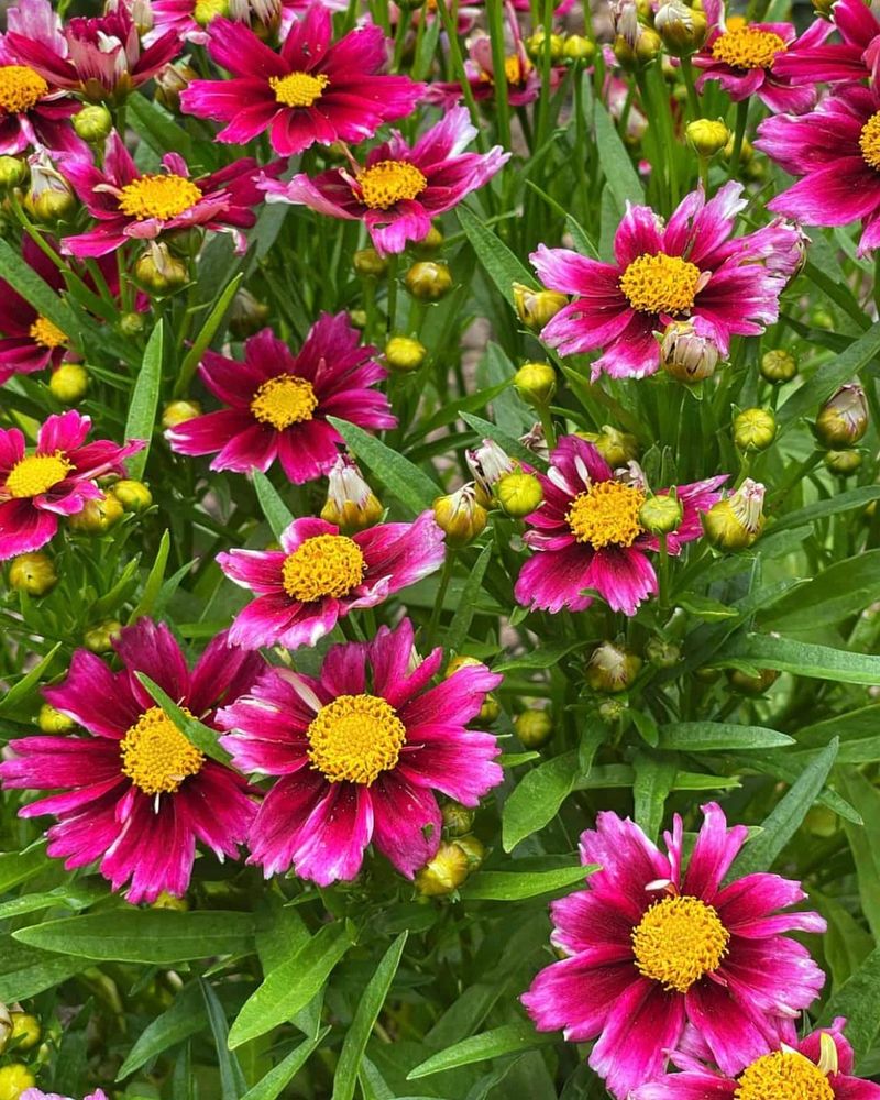 Coreopsis
