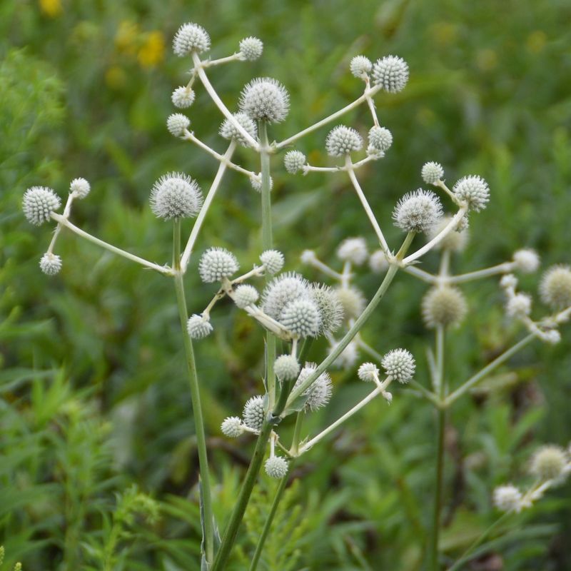Rattlesnake Master