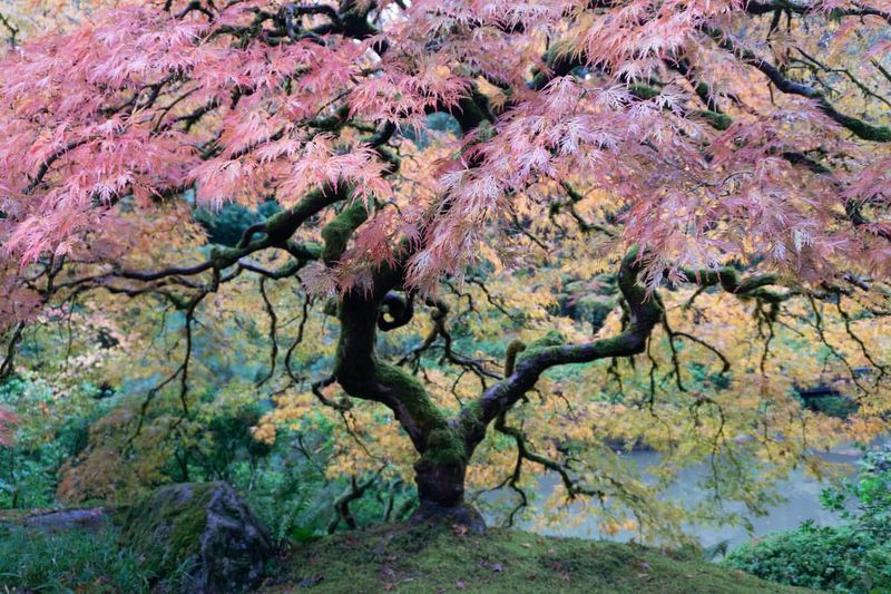 Japanese Maple