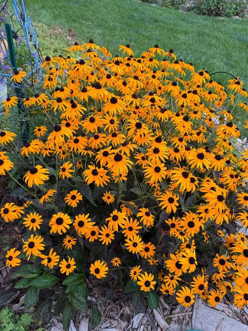 Black-Eyed Susan Patches