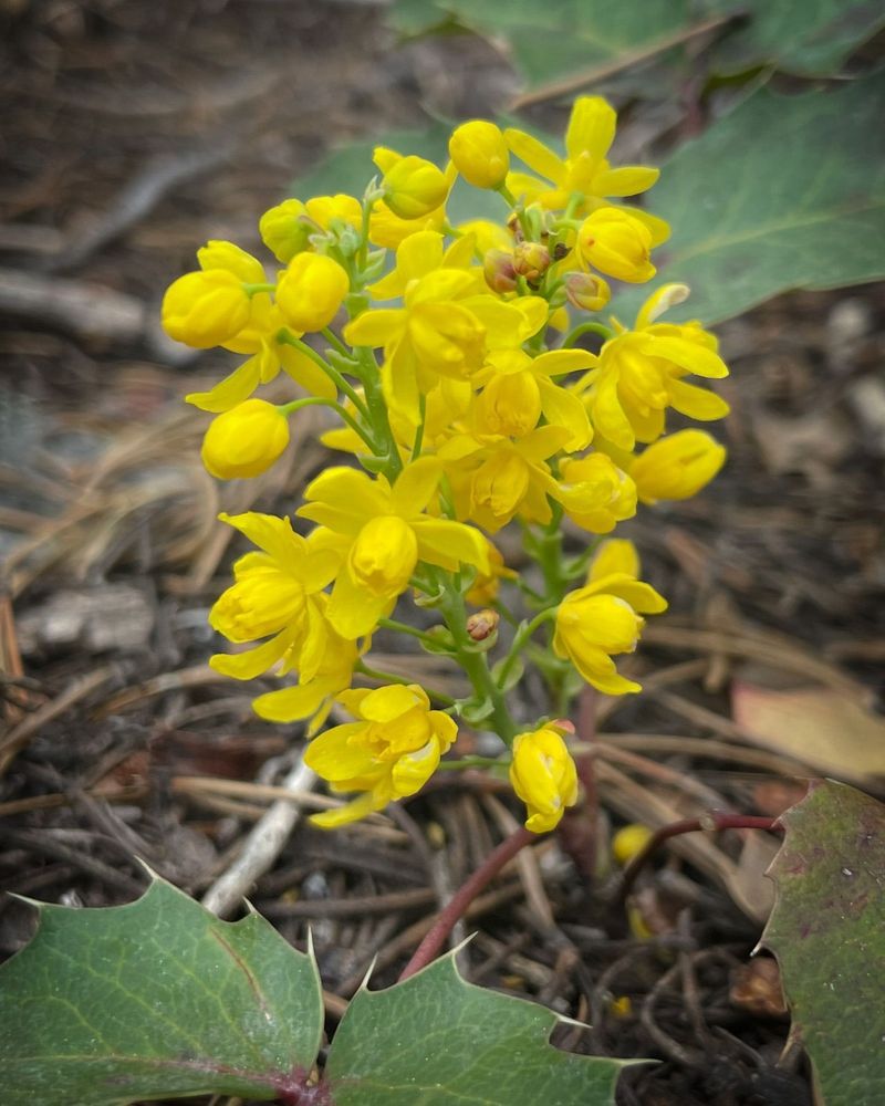 Creeping Oregon Grape