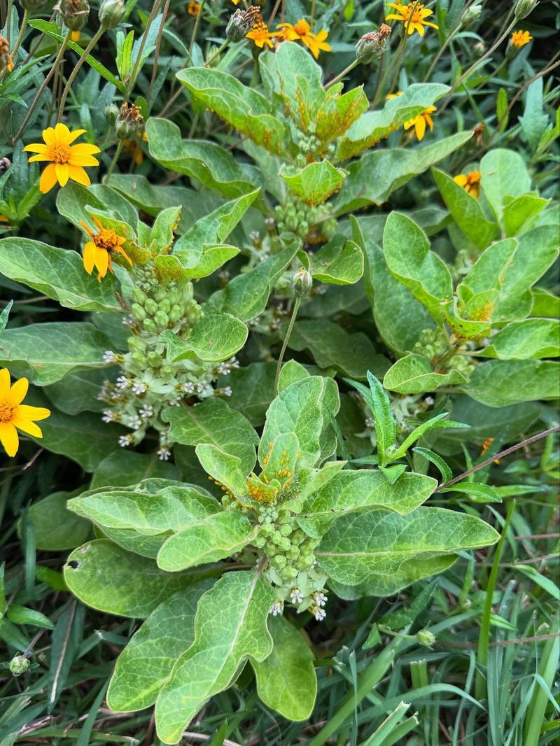 Zexmenia (Wedelia acapulcensis)