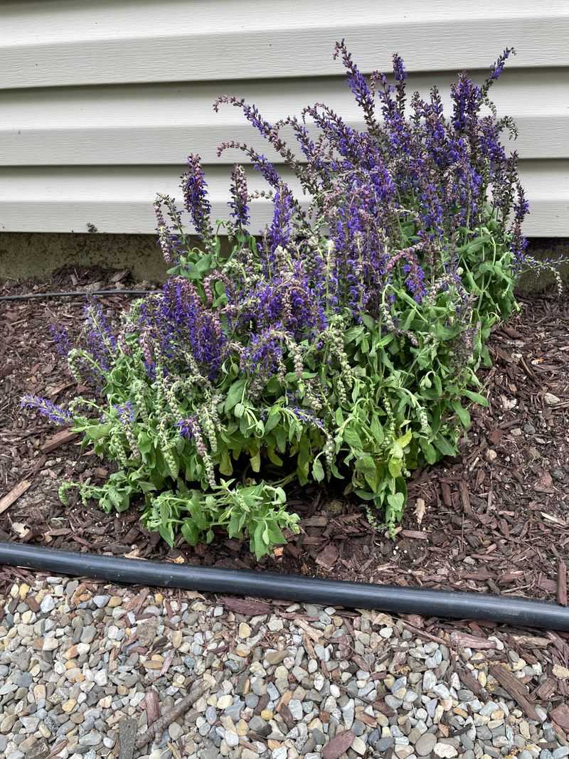 Salvia
