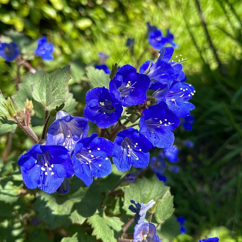 Desert Bluebells