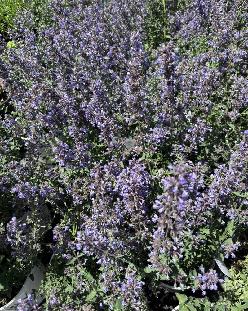 Catmint